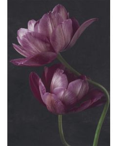 2-osainen kortti Kreetta Järvenpää - Lilat tulppaanit