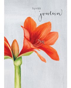 2-osainen joulukortti joulu Henna Adel - Punainen amaryllis "Hyvää joulua"