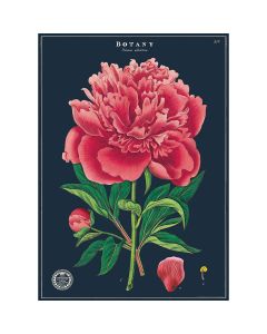 Juliste Cavallini - Botany Study