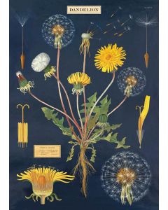 Juliste Cavallini - Dandelion