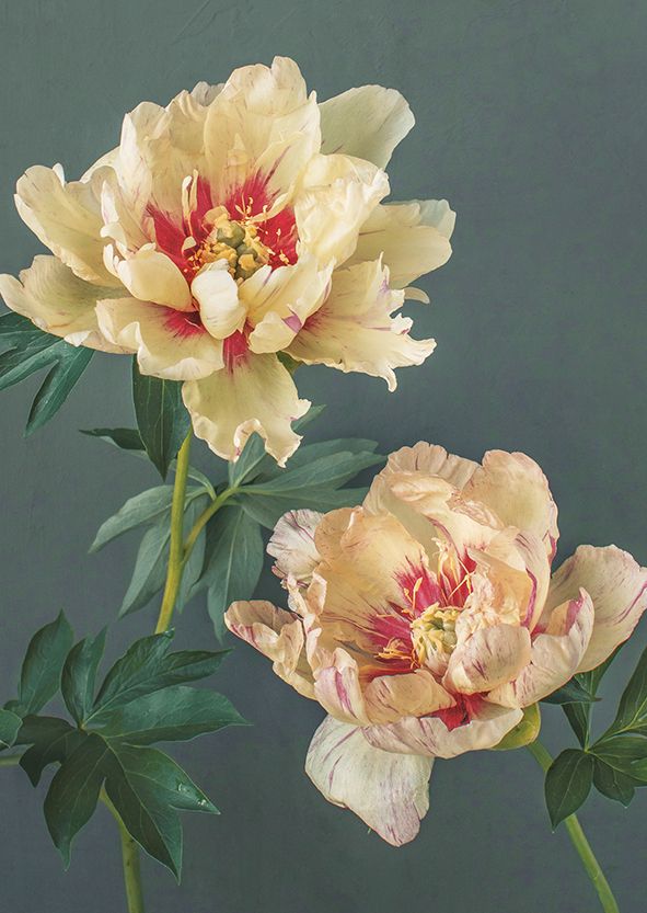 Postikortti Kreetta Järvenpää - Callies Memory