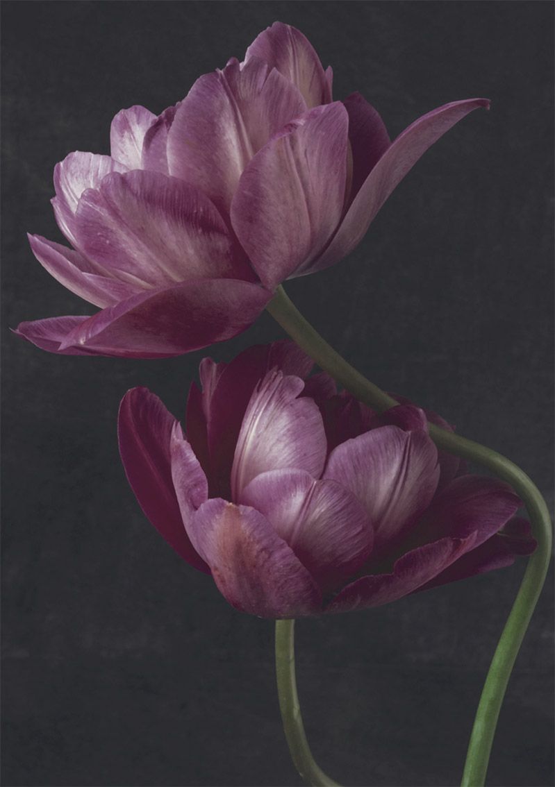 2-osainen kortti Kreetta Järvenpää - Lilat tulppaanit