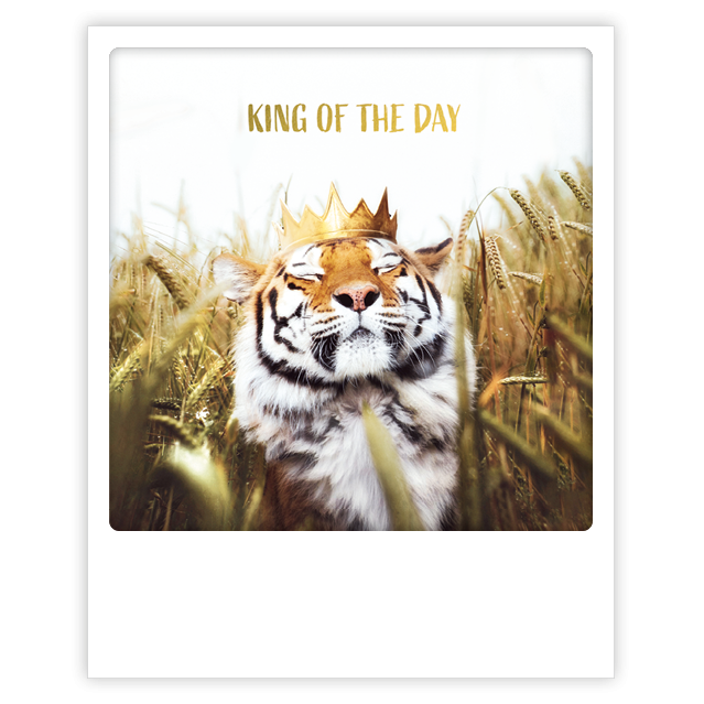 Postikortti Pickmotion - Tiikeri, king of the day